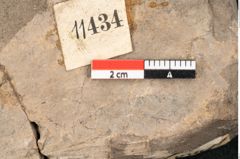 Foto (Detailansicht) von Lomatia synaphaeaefolia Unger (NHMW-GEO-2024-0188-11434)